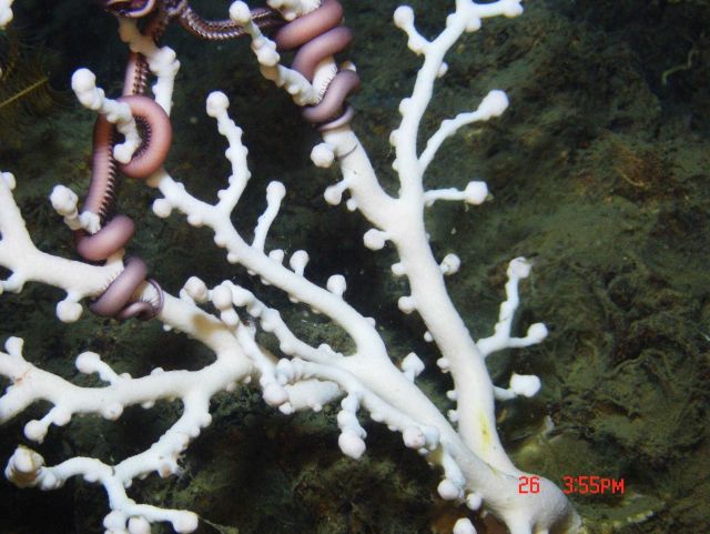 Deep sea coral. Picture