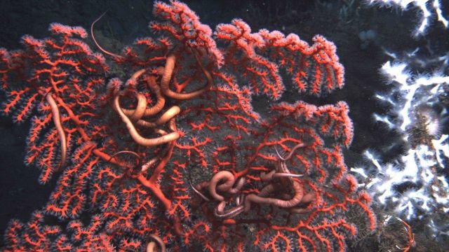 Deep sea coral. Picture