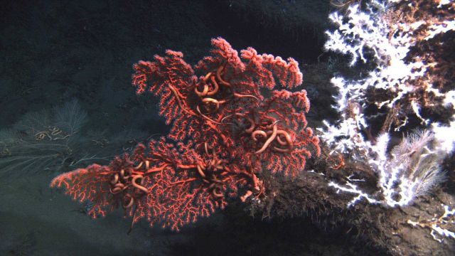 Deep sea coral. Picture