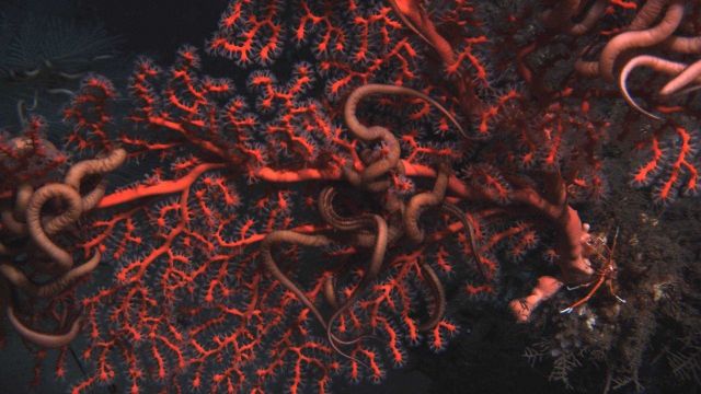 Deep sea coral. Picture