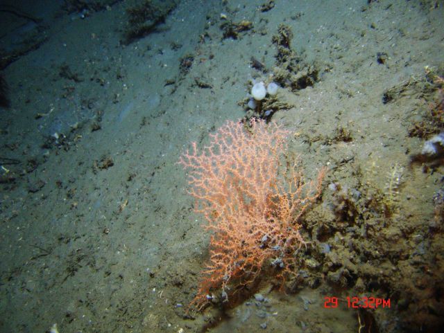 Deep sea coral. Picture