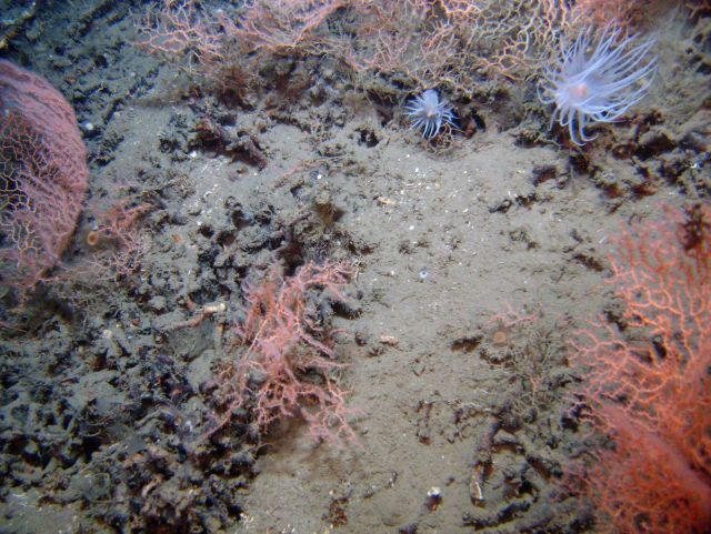 Deep sea coral. Picture