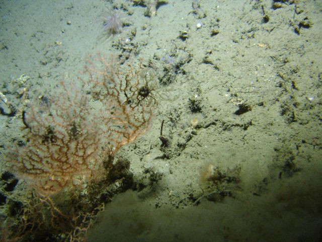 Deep sea coral. Picture