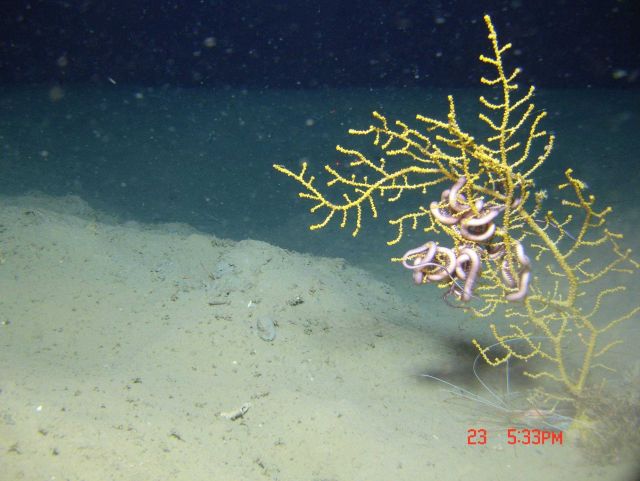 Deep sea coral. Picture