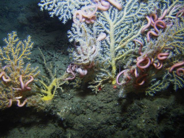 Deep sea coral. Picture