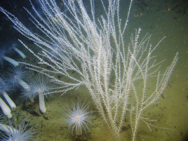 Deep sea coral. Picture