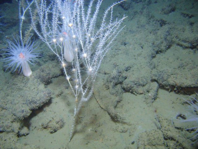 Deep sea coral. Picture