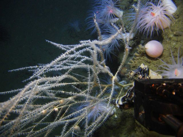 Deep sea coral. Picture