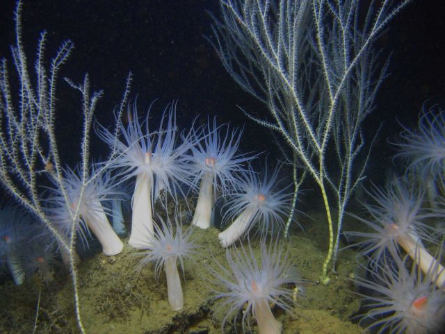Deep sea coral. Picture