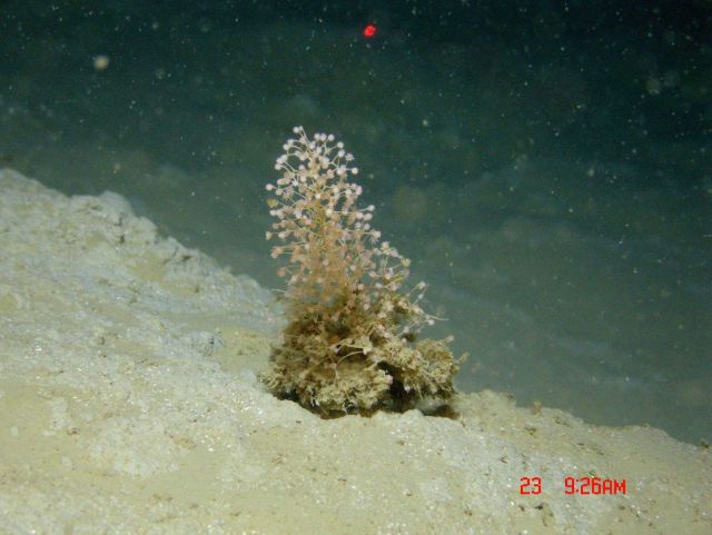 Deep sea coral. Picture