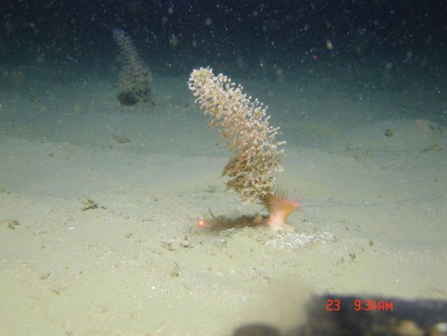 Deep sea coral. Picture