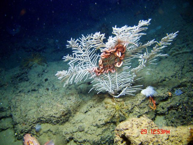 Deep sea coral. Picture