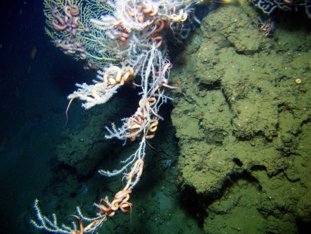 Deep sea coral. Picture