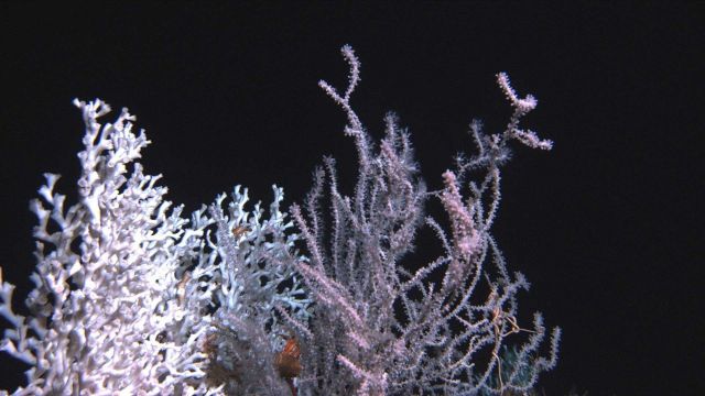 Deep sea coral. Picture