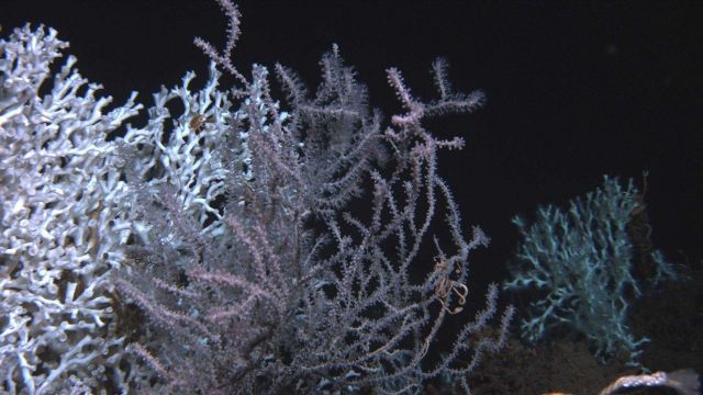 Deep sea coral. Picture