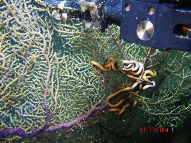 Deep sea coral. Picture