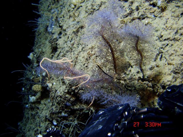 Deep sea coral. Picture