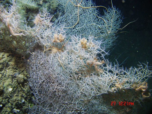 Deep sea coral. Picture