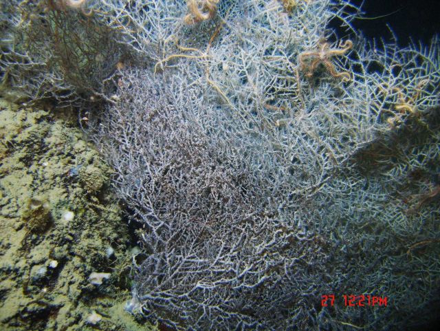 Deep sea coral. Picture