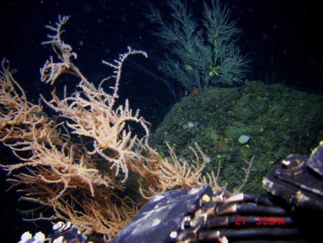 Deep sea coral. Picture
