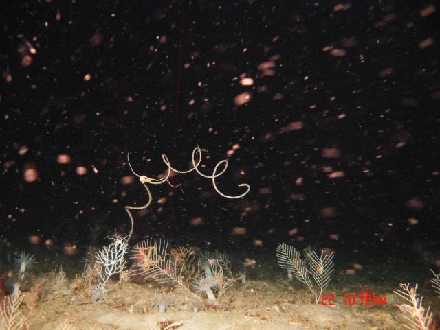 Deep sea coral. Picture