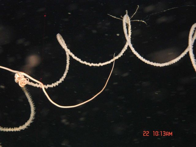 Deep sea coral. Picture