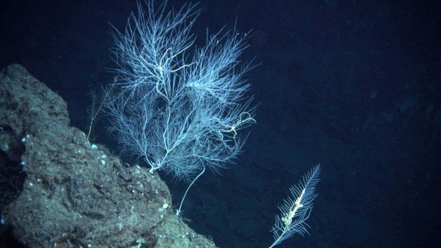 Deep sea coral. Picture