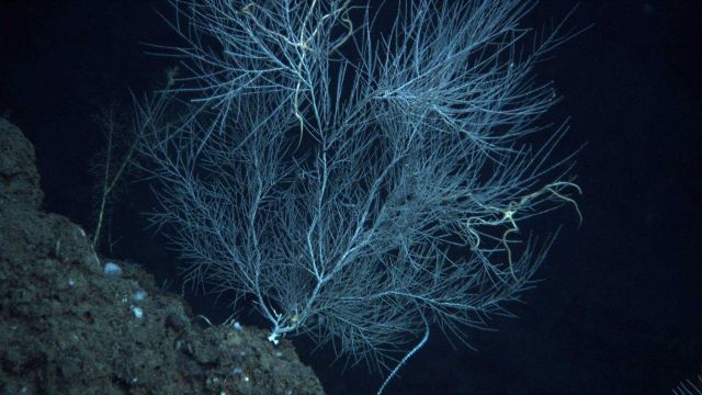 Deep sea coral. Picture
