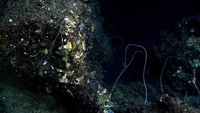 Deep sea coral. Picture