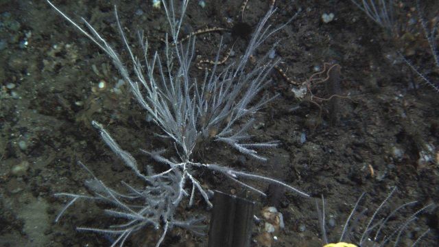 Deep sea coral. Picture
