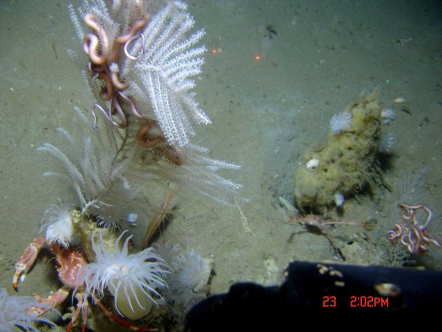 Deep sea coral. Picture