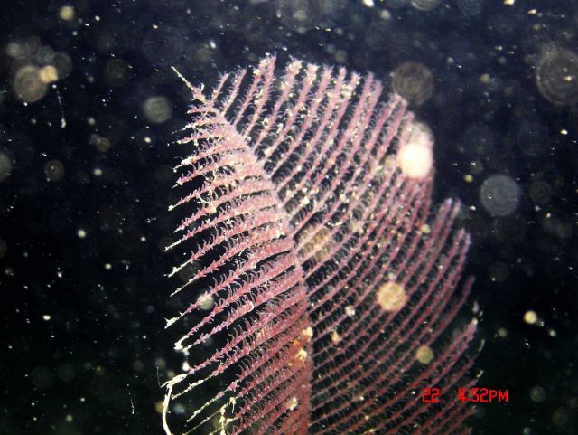 Deep sea coral. Picture