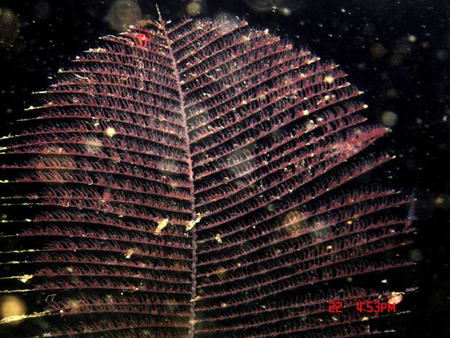 Deep sea coral. Picture