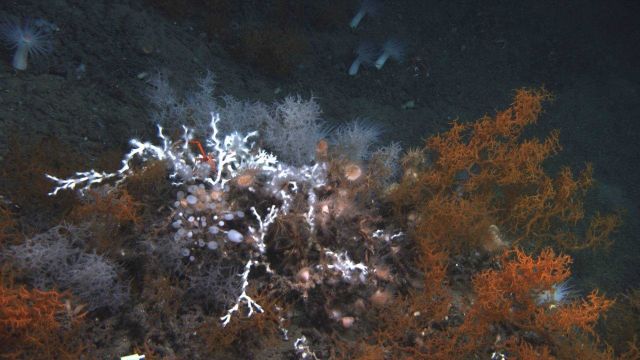 Deep sea coral. Picture