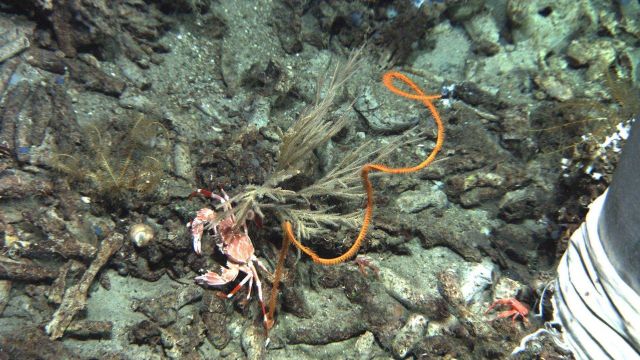 Deep sea coral Picture