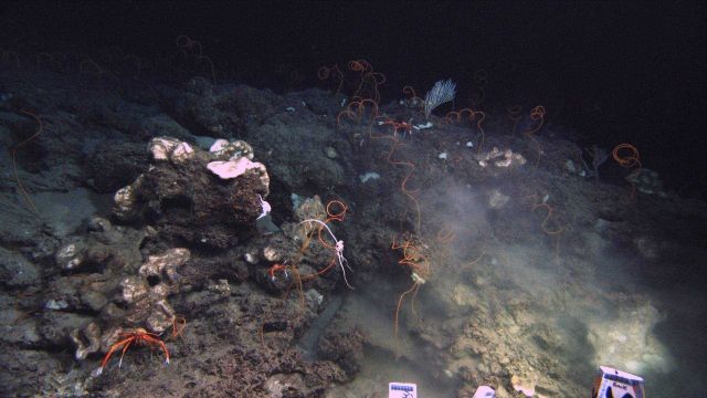 Deep sea coral. Picture