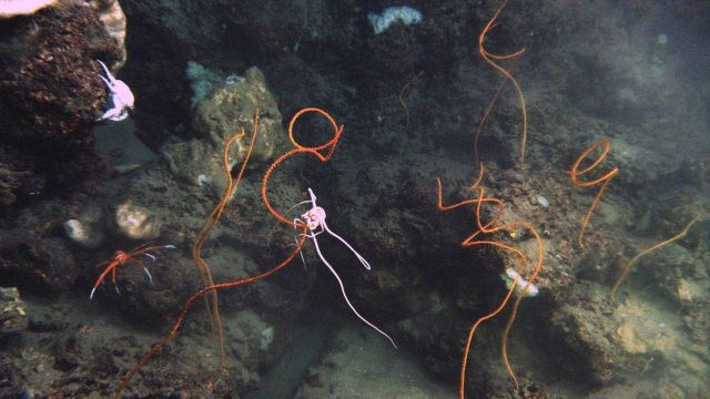 Deep sea coral. Picture