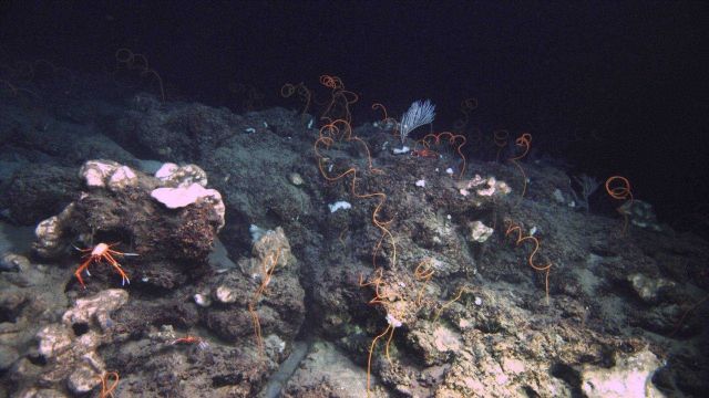 Deep sea coral. Picture