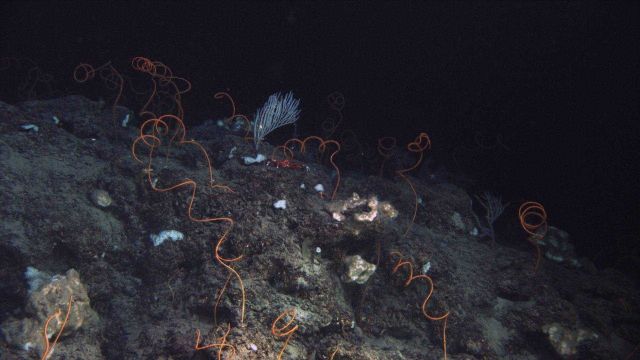 Deep sea coral. Picture