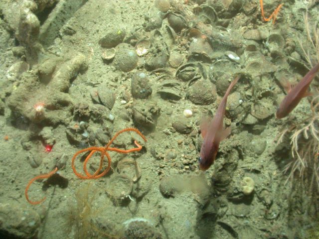 Deep sea coral. Picture