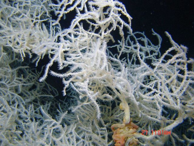 Deep sea coral Picture