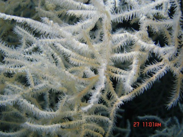 Deep sea coral Picture