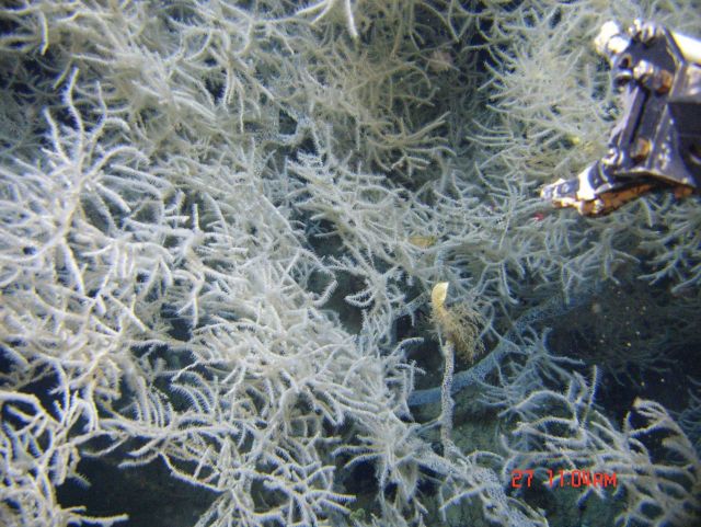 Deep sea coral Picture