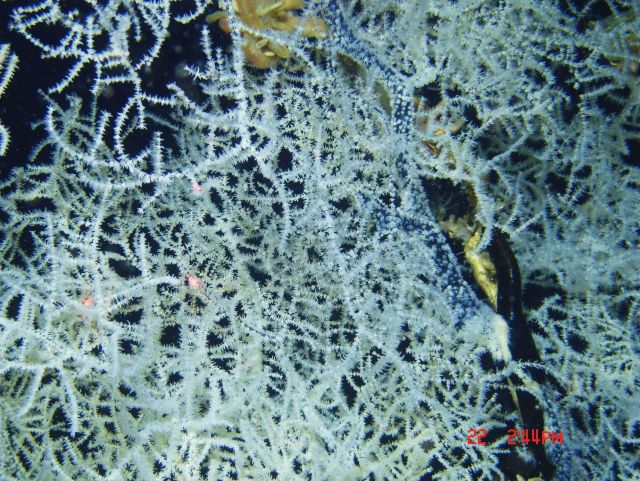 Deep sea coral Picture