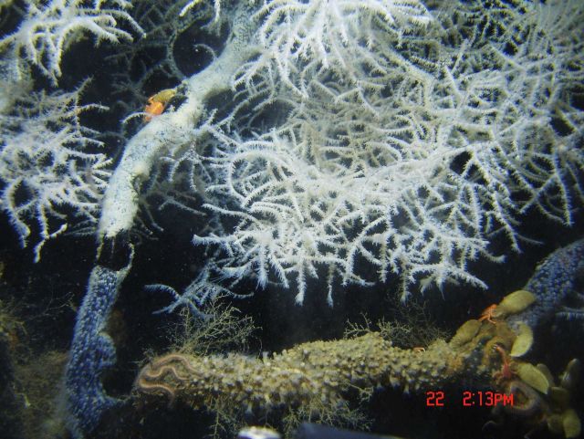 Deep sea coral Picture