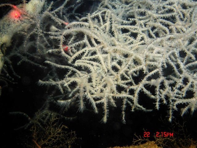 Deep sea coral Picture