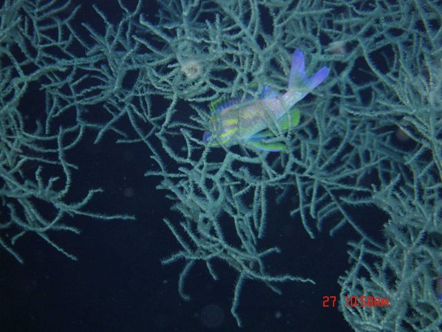 Deep sea coral Picture