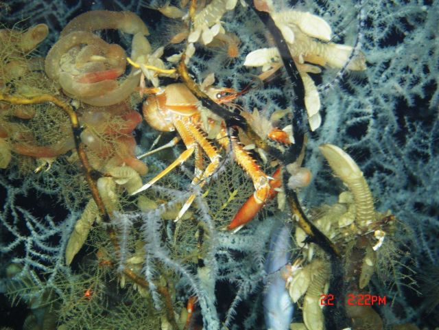 Deep sea coral Picture