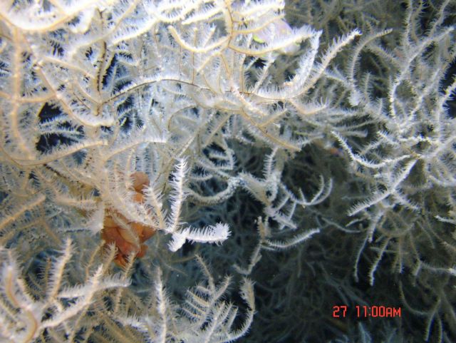 Deep sea coral Picture