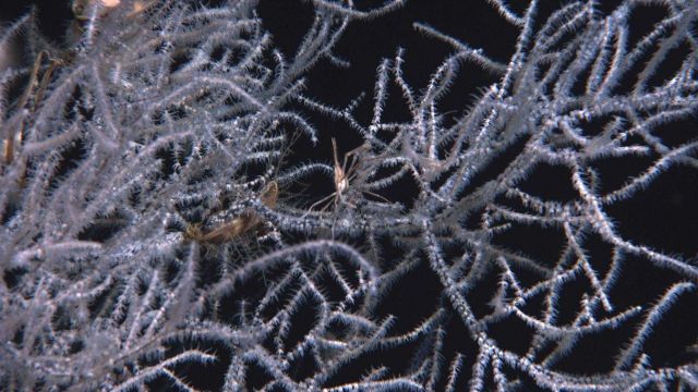 Deep sea coral Picture